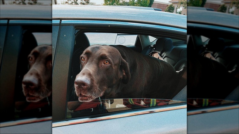 Brown dog looking out the open window of a car