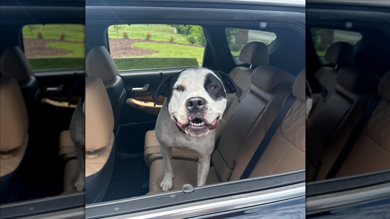 Brown and white dog looking out the open window of a car