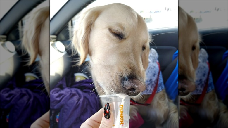 Golden retriever licking whipped cream out of Dunkin' cup