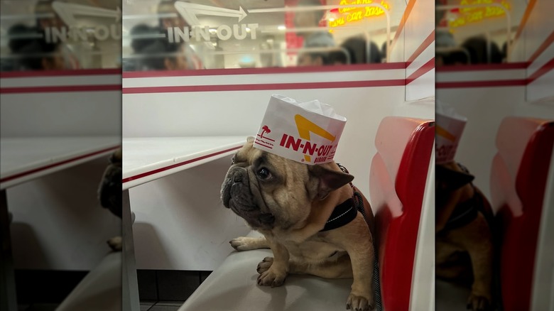 Sad-looking pug wearing an In-N-Out hat in restaurant booth