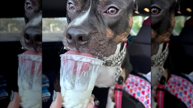 Dog licking whipped cream out of McDonald's cup
