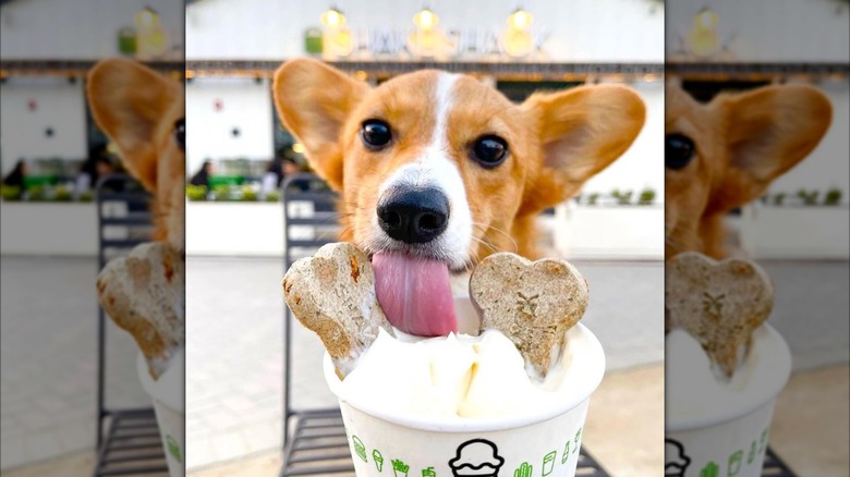 Corgi licking Shake Shack cup of ice cream and dog treats
