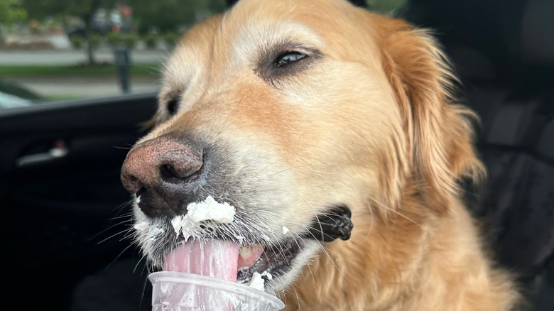 Golden retriever licking whipped cream out of cup