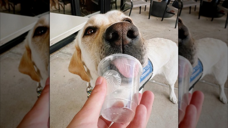 White lab licking empty clear Starbucks cup