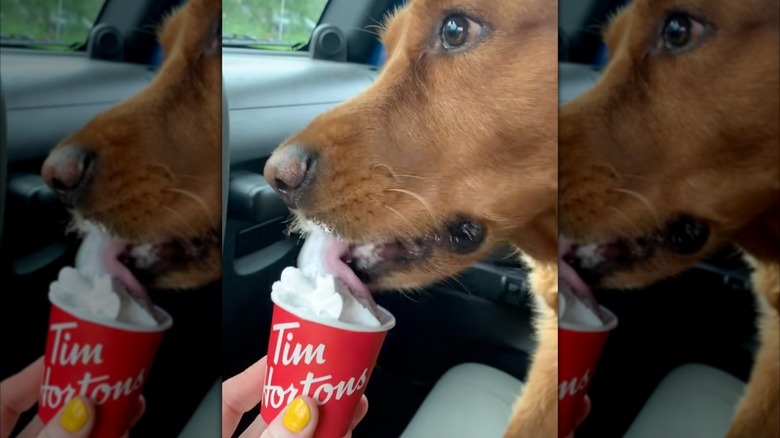 Dog eating whipped cream from Tim Hortons cup