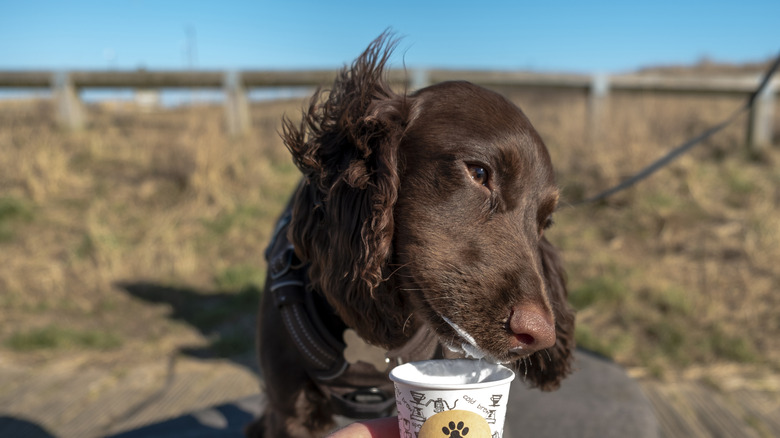Brown dog licking whipped cream out of cup