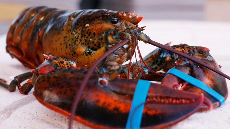 Live lobster with banded claws