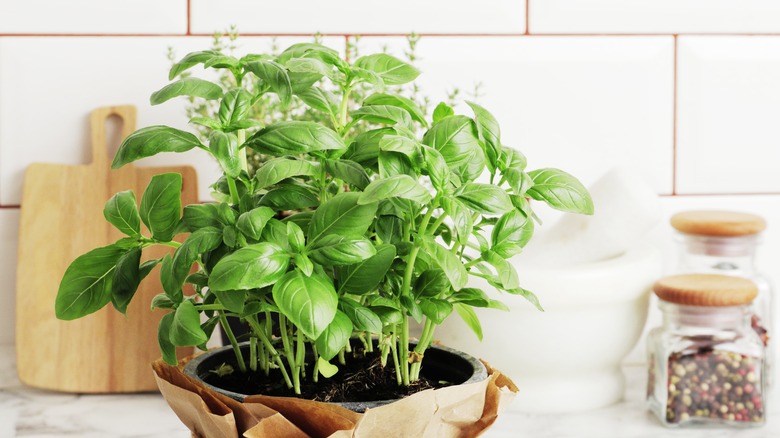 Basil growing in pot