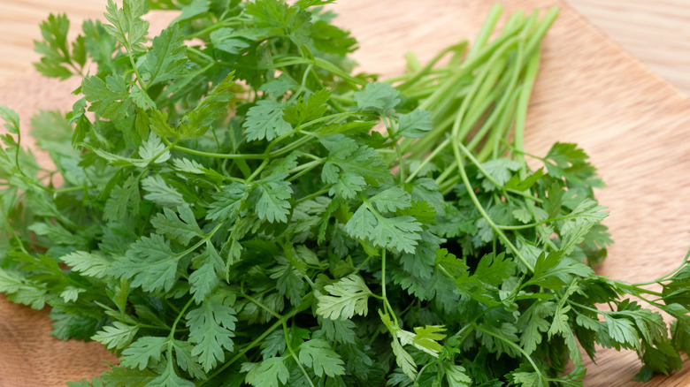 Bunch of fresh chervil