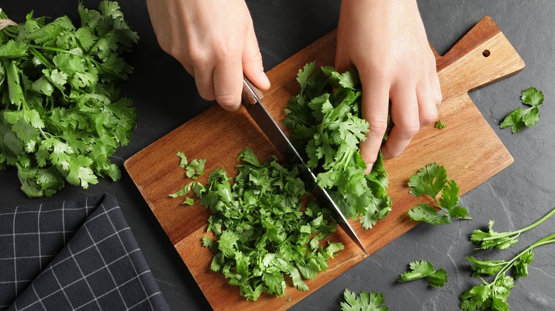 Person chopping fresh cilantro