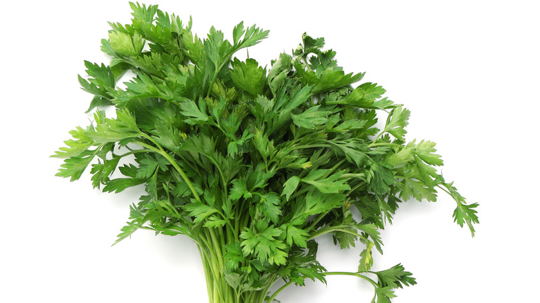 Bunch of fresh parsley