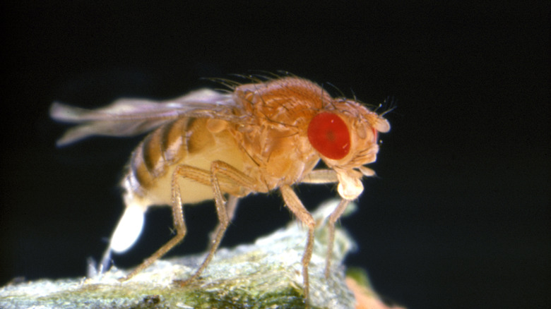 Close up of fruit fly