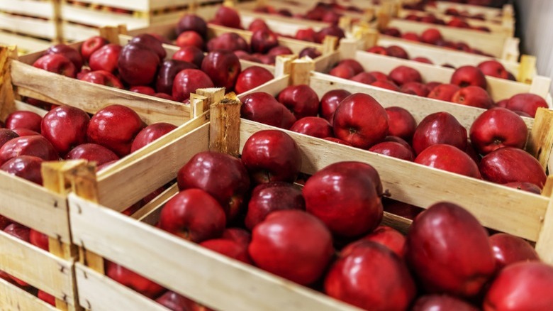 Crates of apples in cold storage room