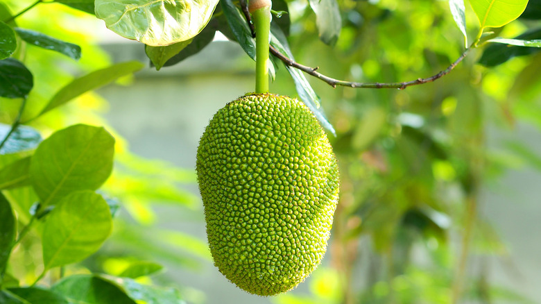 Green jackfruit hanging from tree