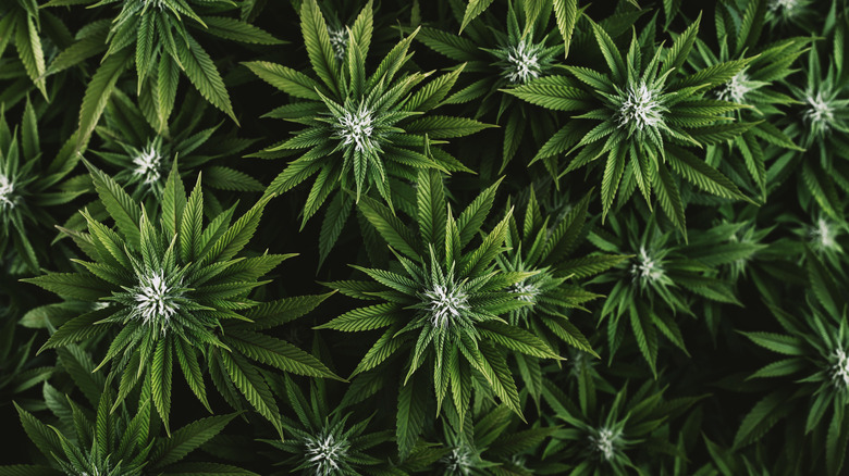 view of marijuana plants