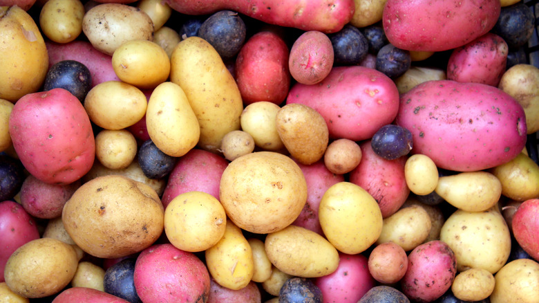 Colorful mix of potatoes