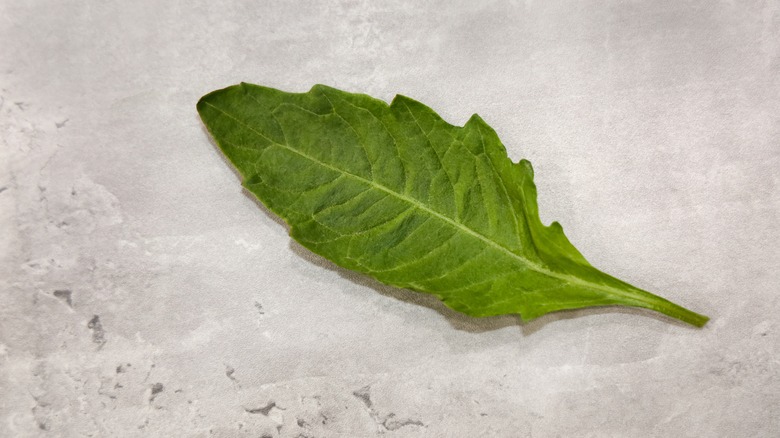 Close-up of epazote leaf