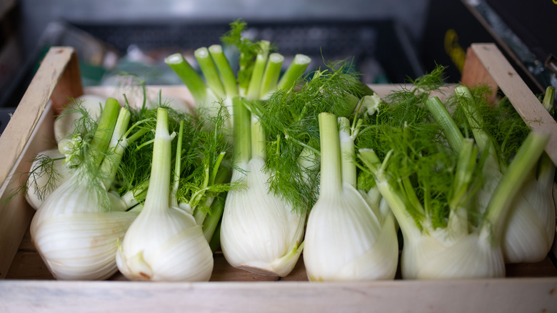 Fennel bulbs in crate