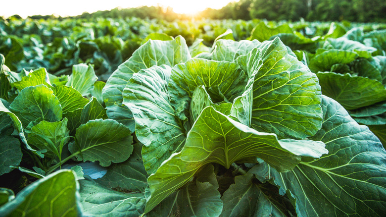 Cabbage in field