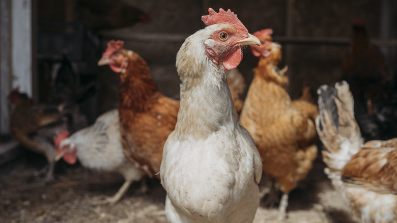 Chickens on farm