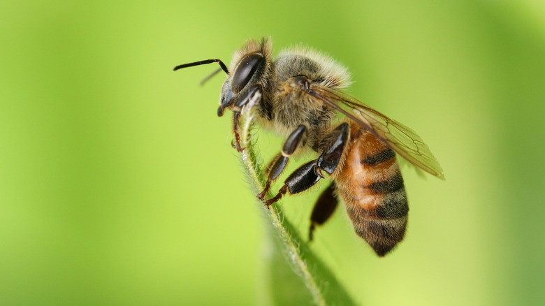 Honeybee on leaf