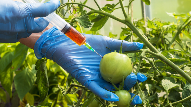 Person injecting tomato with syringe