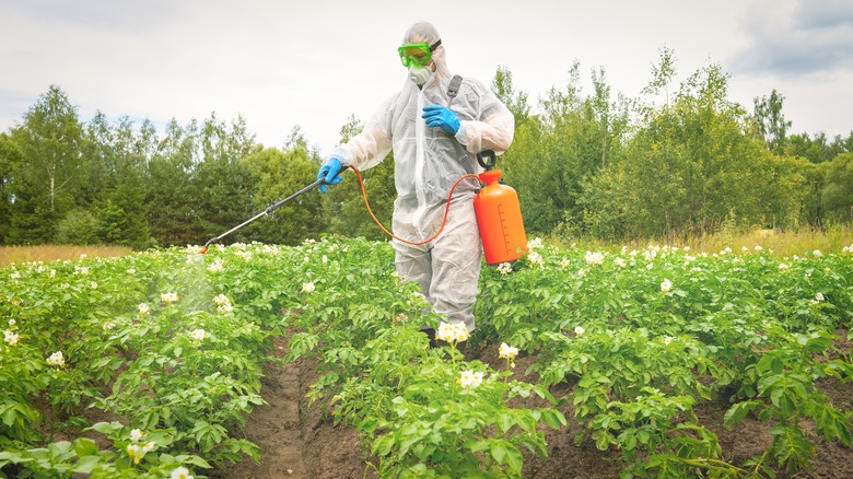 Person spraying plants in field