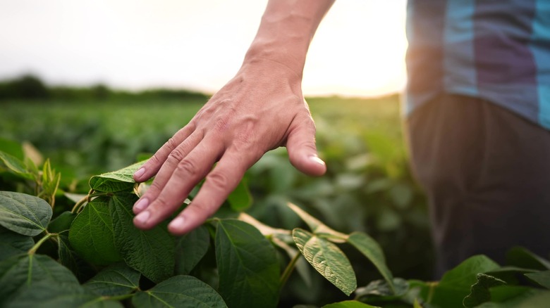 Hand touching soybean plants