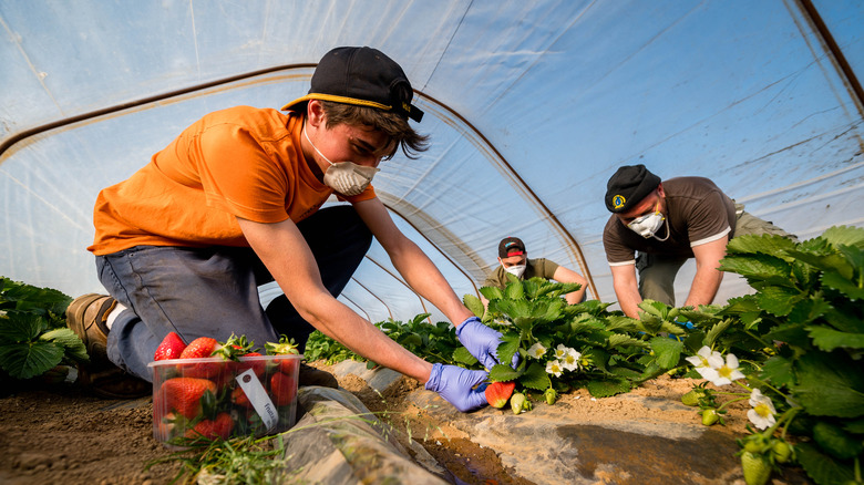 Workers picking strawberries in greenhouse