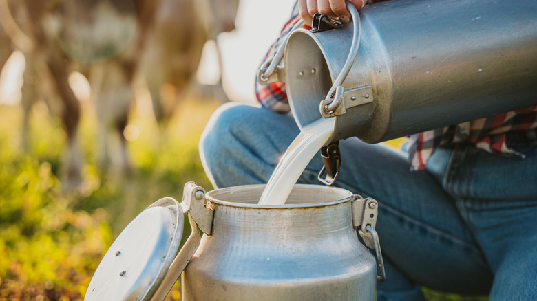 Female farmer pouring raw milk into a container