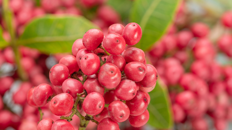 Fresh pink peppercorns on branch with green leaves close-up.