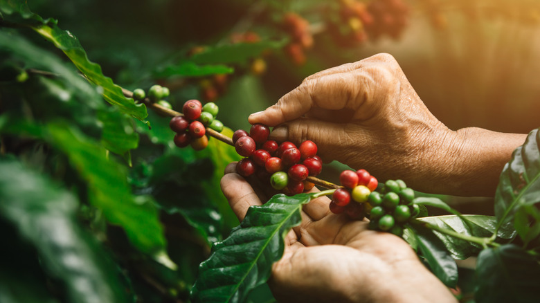 Hands are shown picking red Arabica beans from a bush.