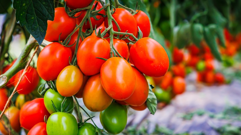 Roma tomatoes on the vine 