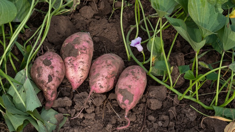 fresh sweet potatoes