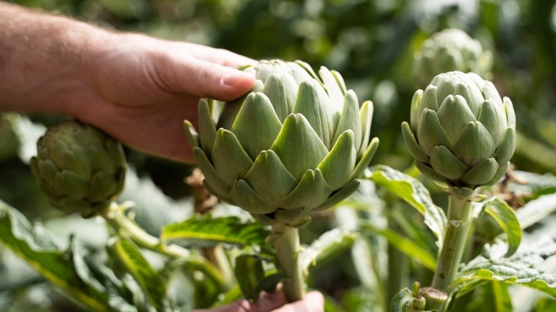 Hand picking fresh artichokes