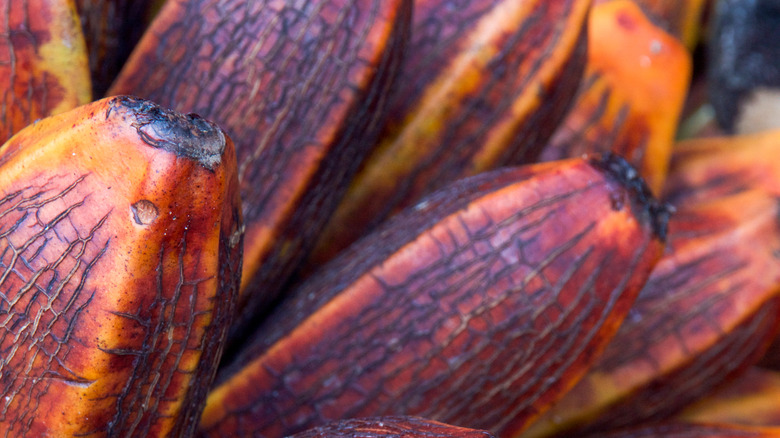 Fe'i bananas on tree