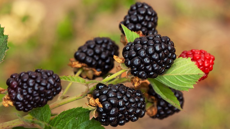 Blackberries growing on bush