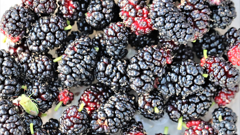 Fresh Boysenberries laid out on surface