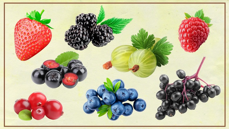 Selection of illustrated berries against plan background