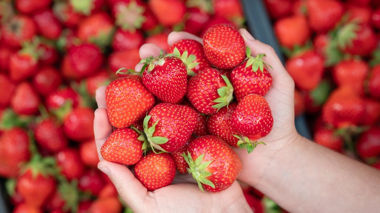 Person holding handful of fresh strawberries