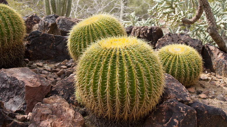 barrel cactus in rocky landscape