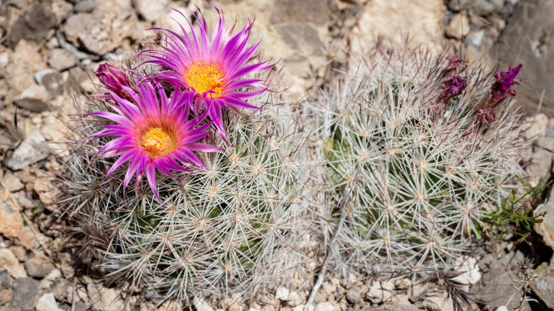 blooming beehive cacti 