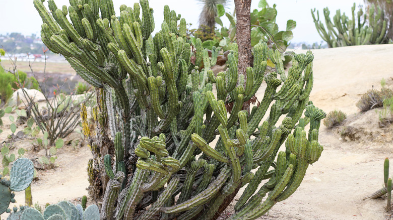 large blue myrtle cactus