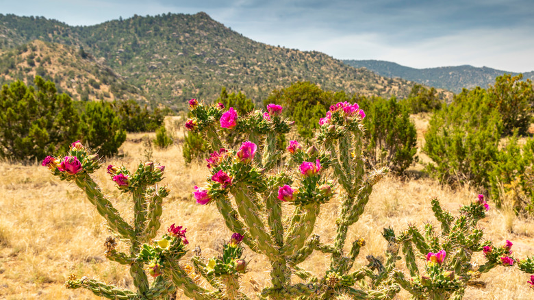 blooming cholla cactus in desert