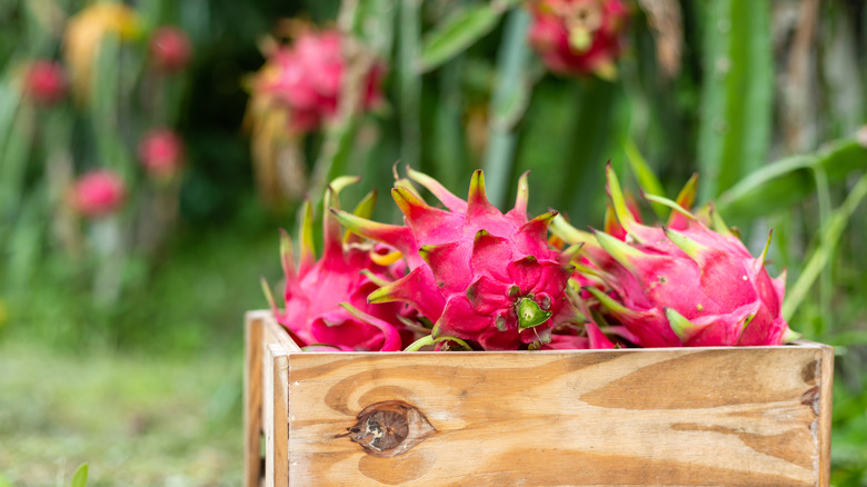 box of dragon fruit outside