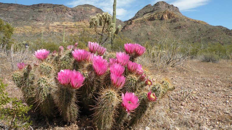 blooming hedgehog cactus in desert