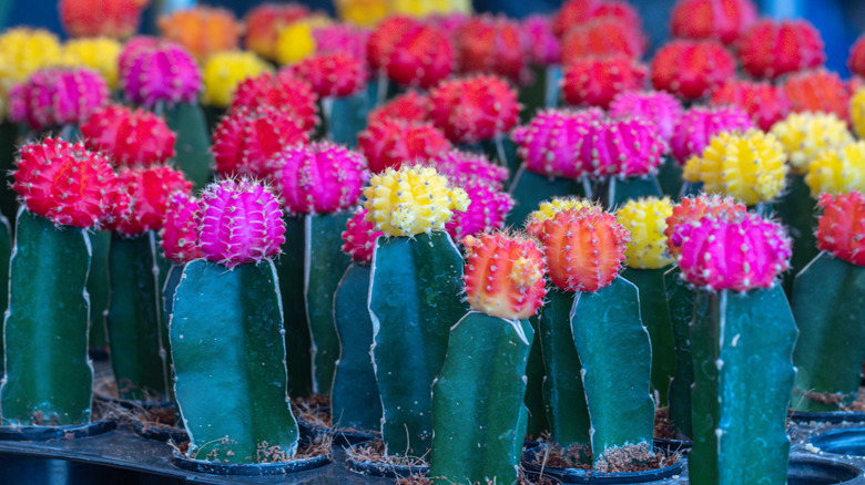 rows of colorful moon cactus