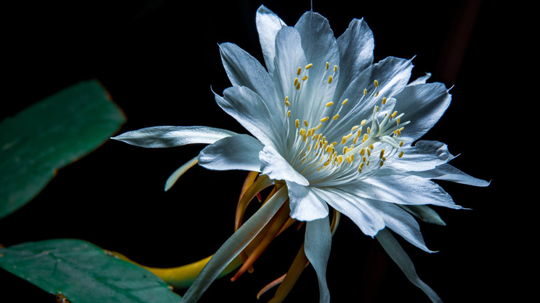 close-up of orchid cactus bloom