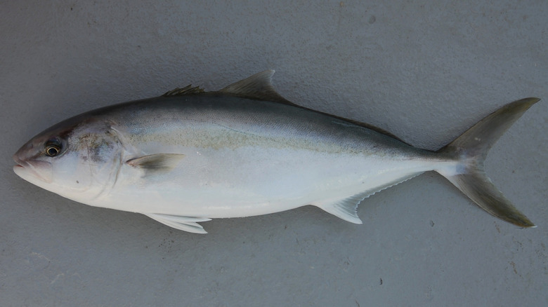 Greater amberjack fish