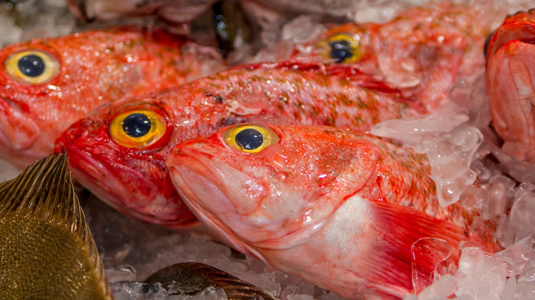 Whole orange roughy